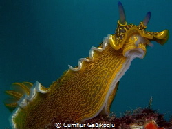 Felimare picta by Cumhur Gedikoglu 